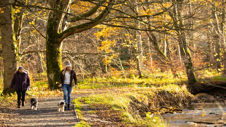 Visitors walking their dogs along the river walk at Wallington in autumn